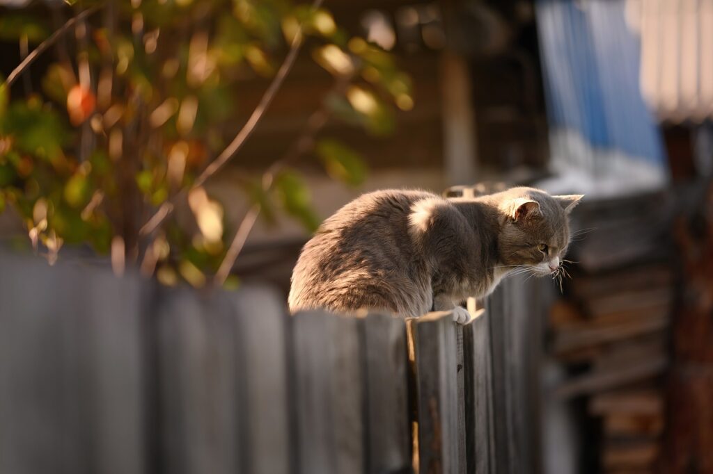 cat, fence, wooden-5606651.jpg