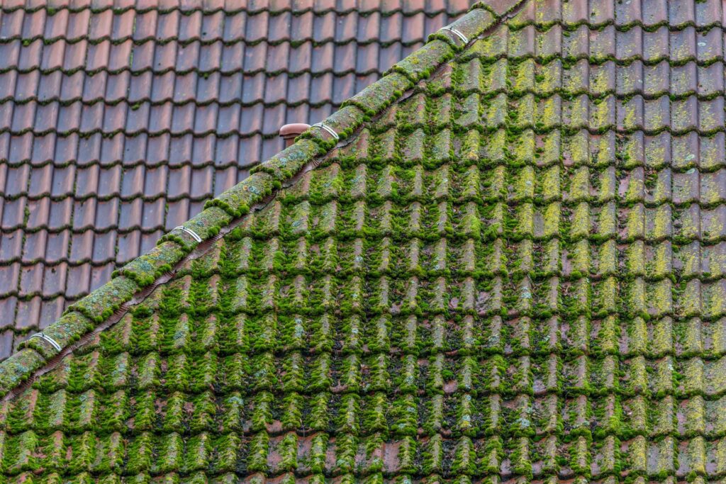 a dirty roof with moss nz