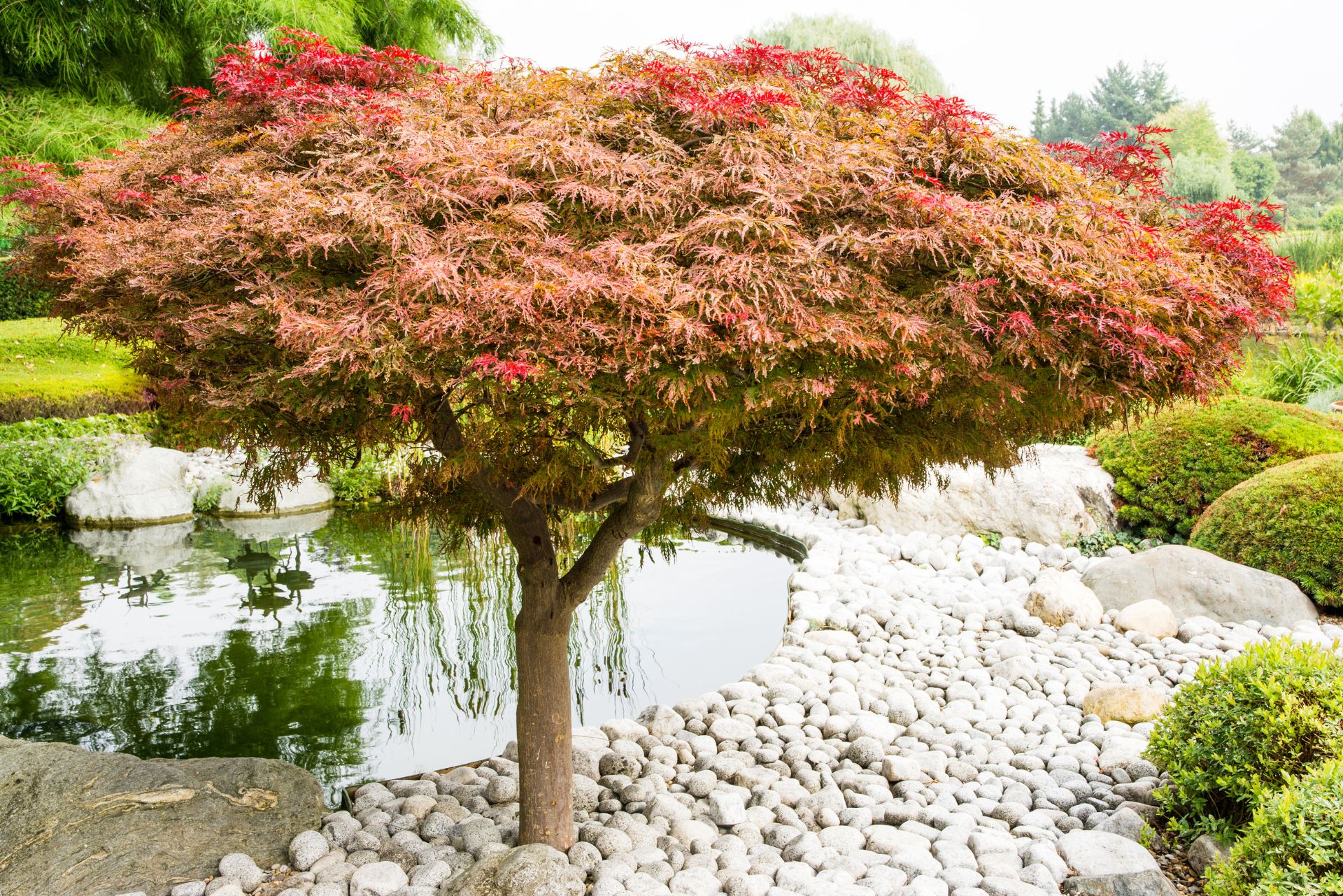 best trees for small garden (16)