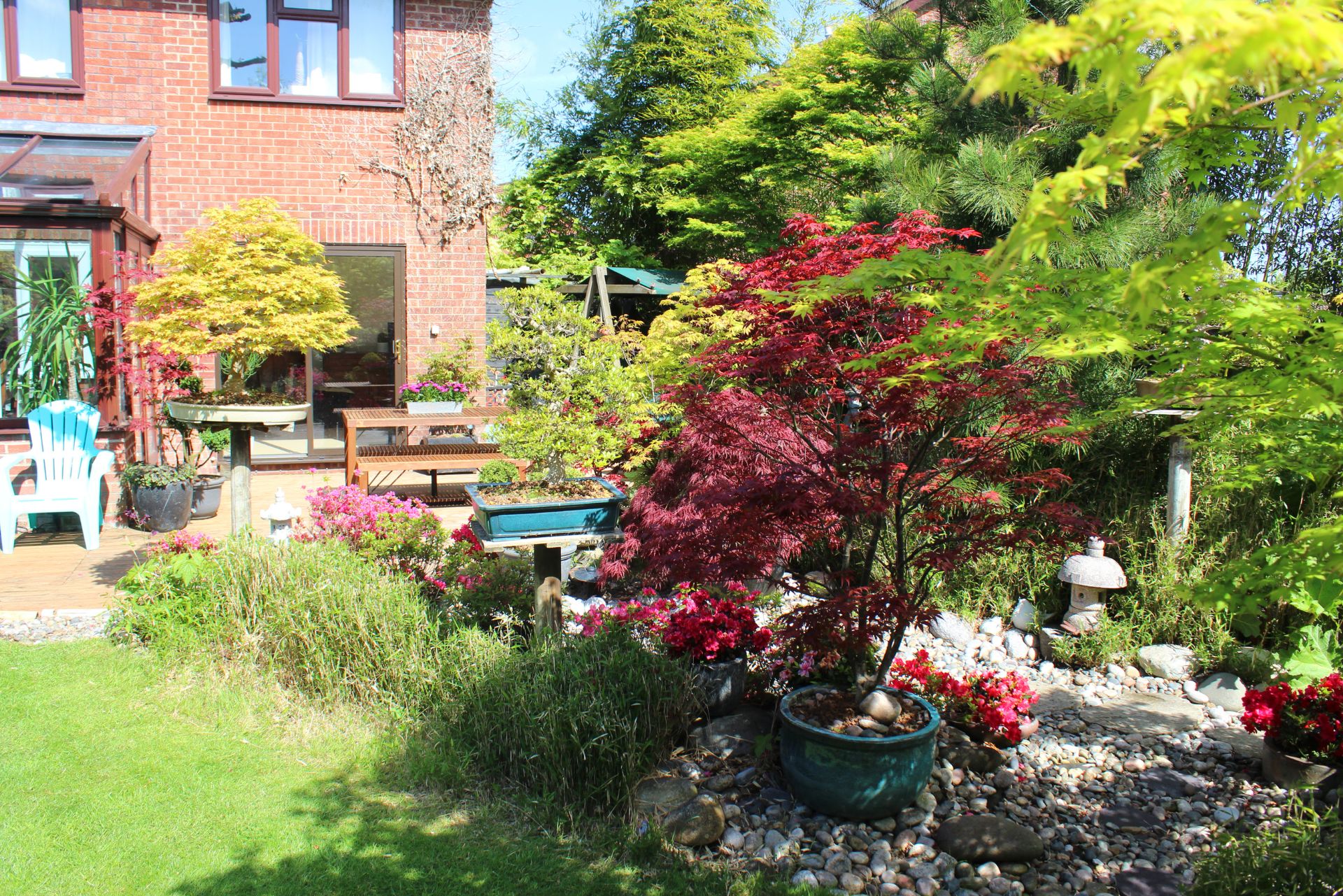 Ultimate Guide To Best Trees For Small Gardens NZ