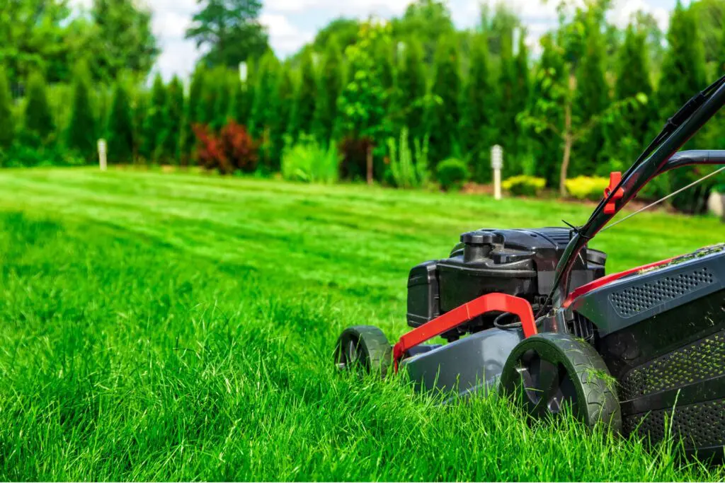 landscaping service nz (13)