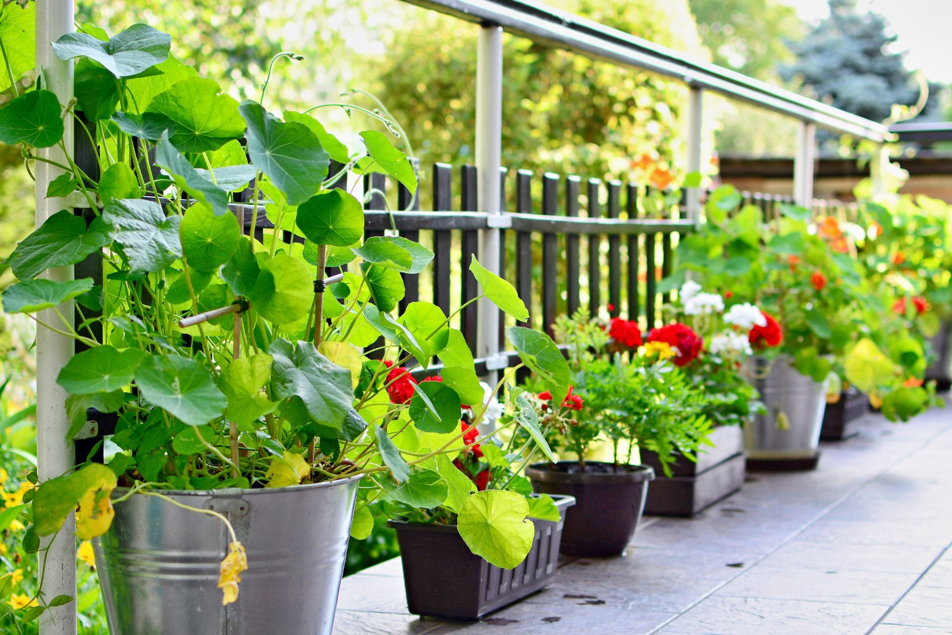 Ultimate Guide To Best Plants For Terrace Garden NZ