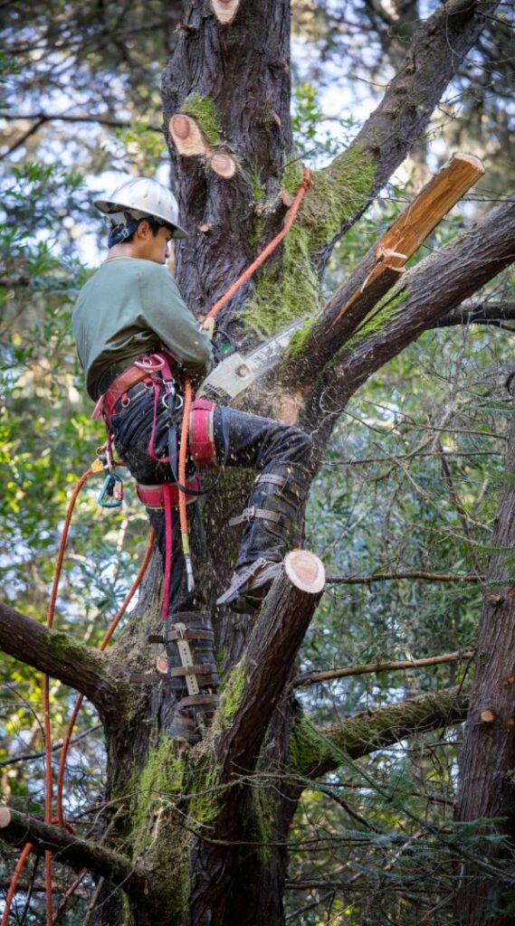 west auckland arborist