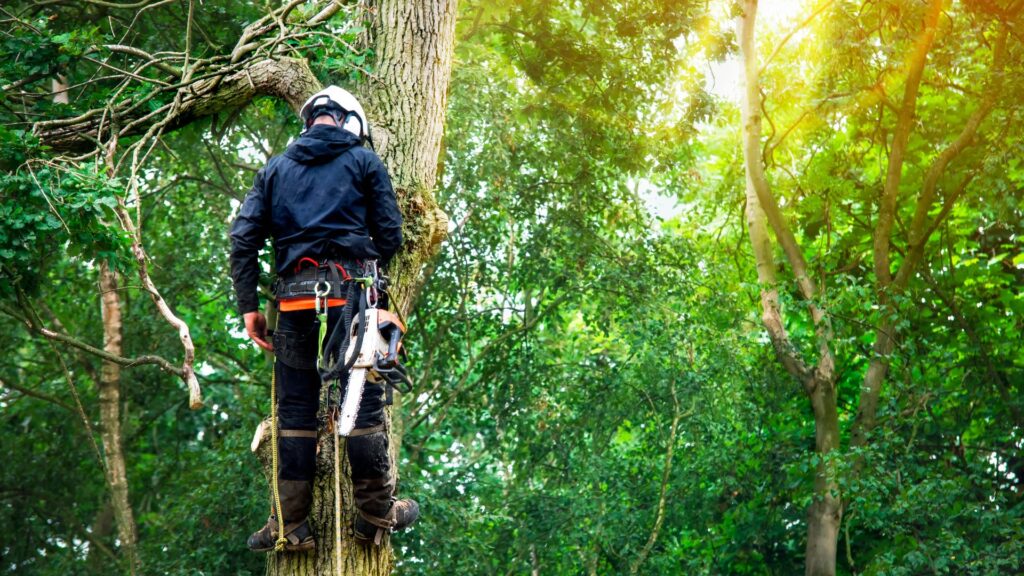 Tree Health Assessments