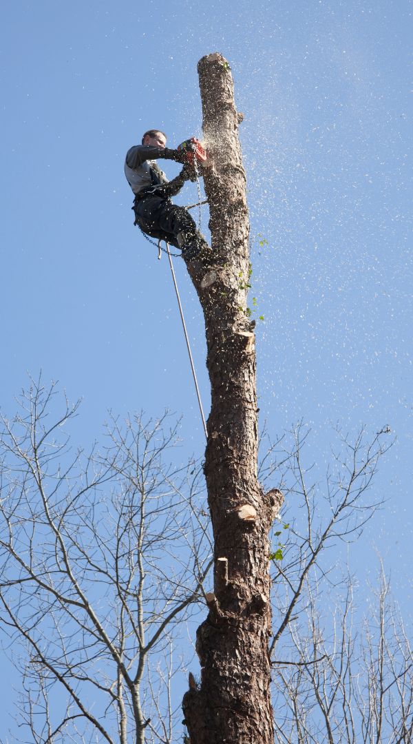 west auckland arborist