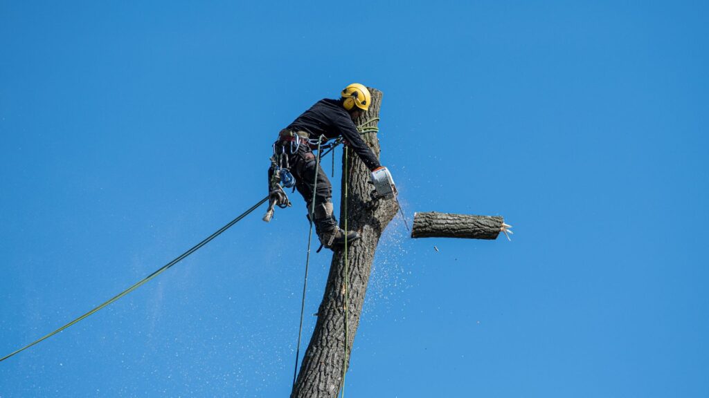 Hazardous Tree Management​