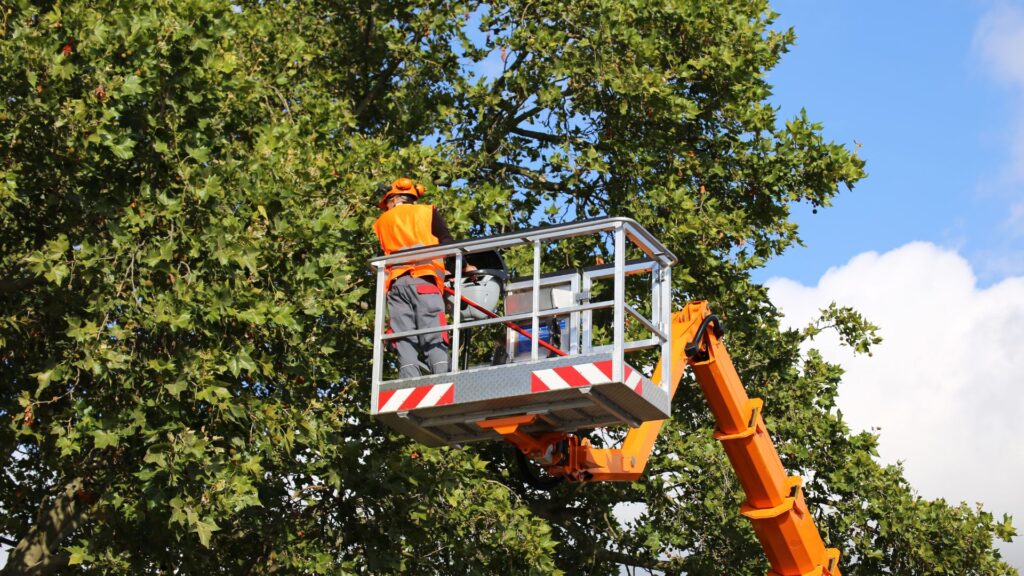 Tree Pruning and Trimming