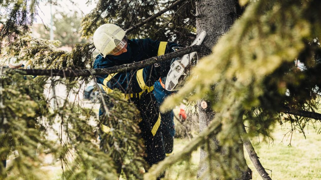 west auckland arborist