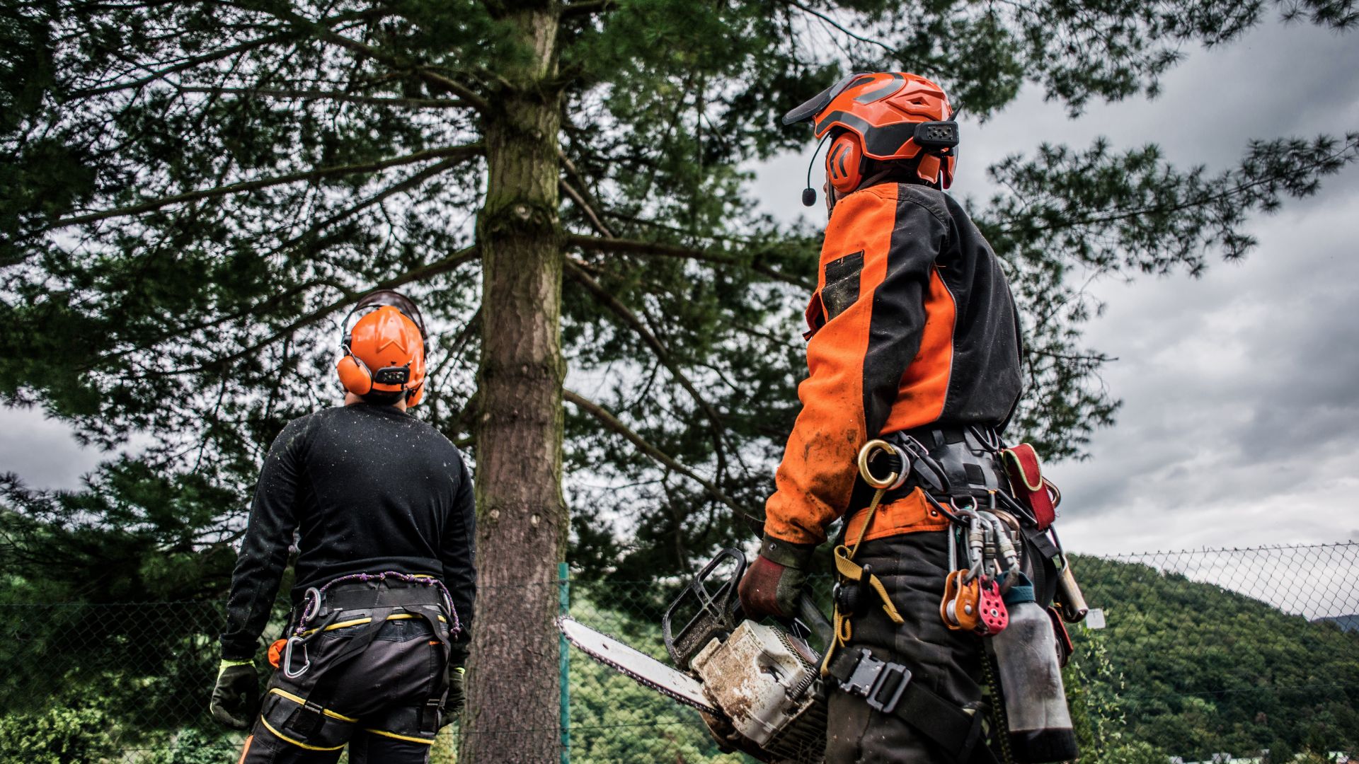 Arborist West Auckland