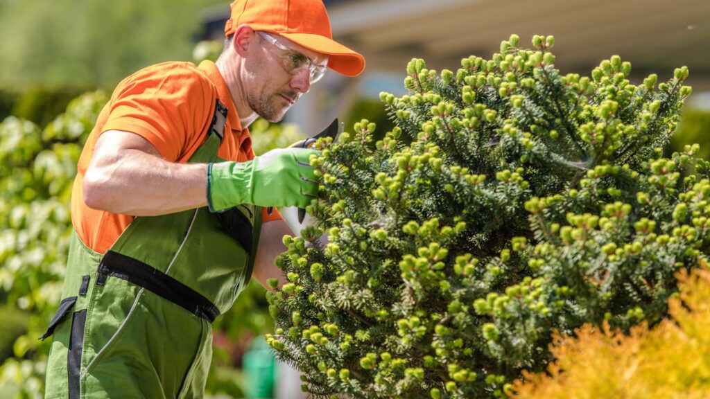 Emergency Tree Care