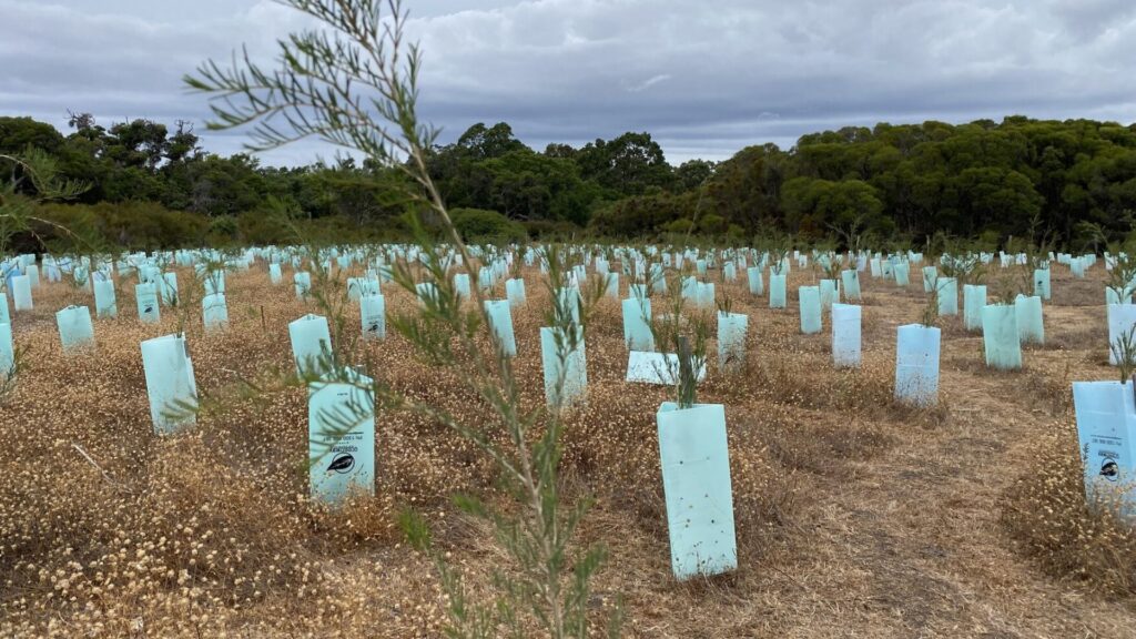 Native Revegetation Projects