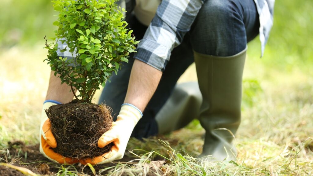 Tree Planting and Transplanting