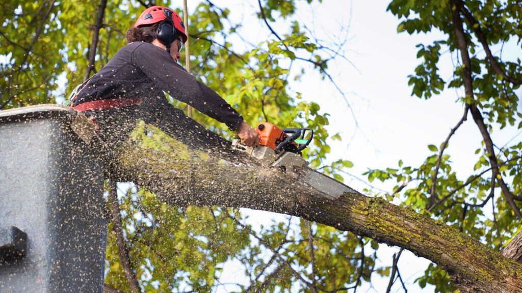 Tree Removal and Felling