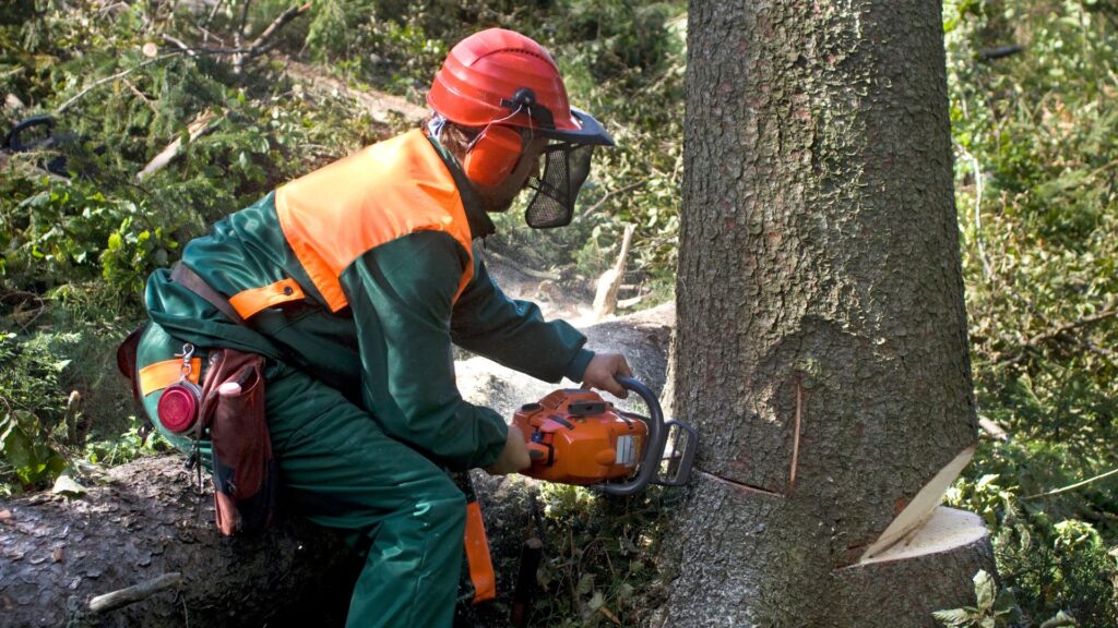 tree removal