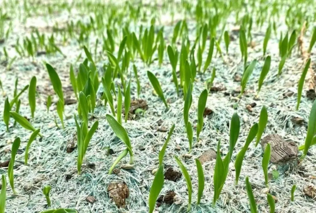 Is it ok to Hydroseed in winter nz