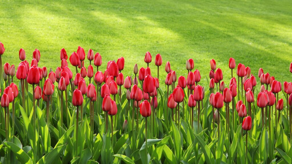 best flower for garden all year round nz