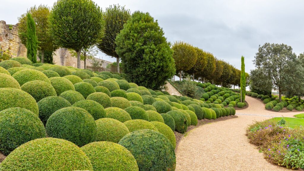 best hedge plants nz (5)