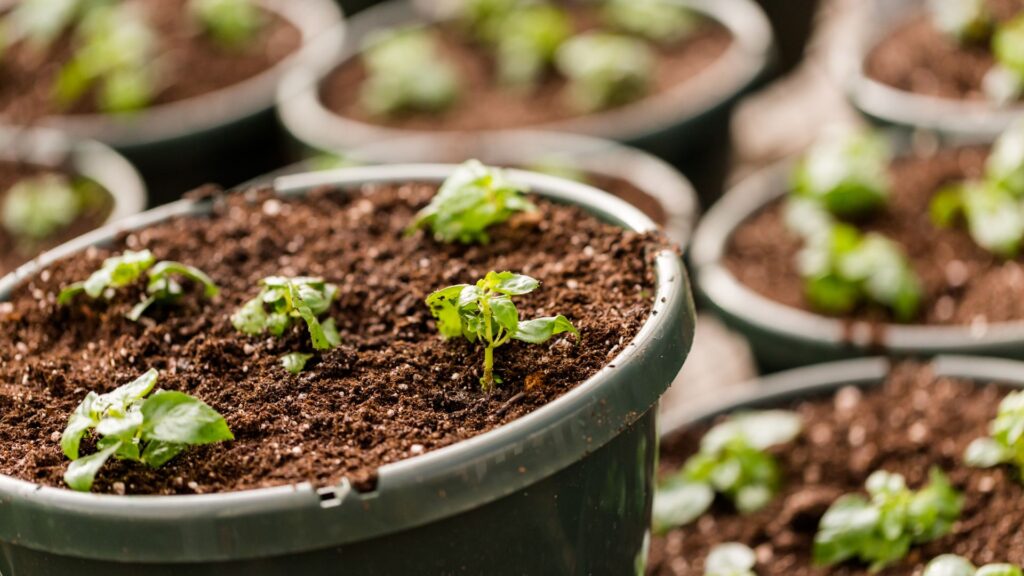 can you use topsoil in pots