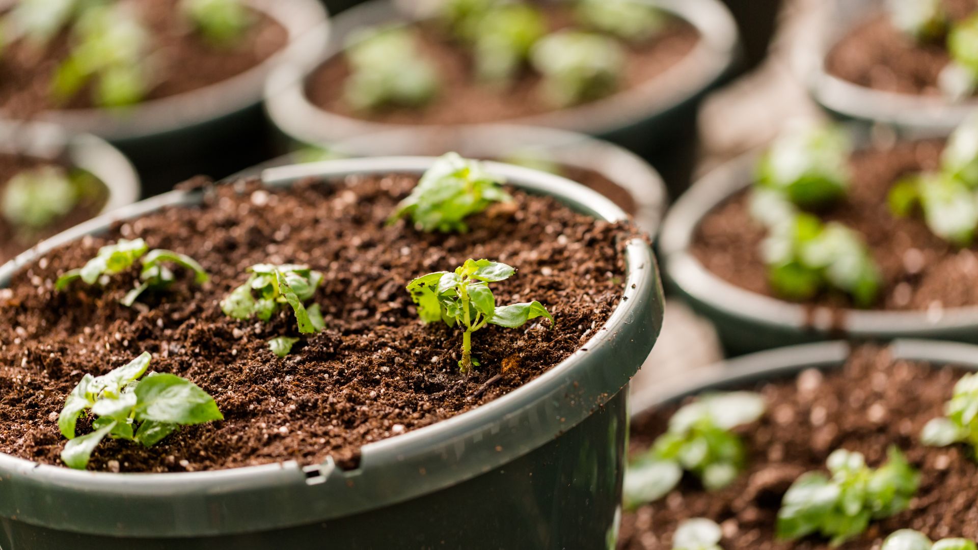can you use topsoil in pots