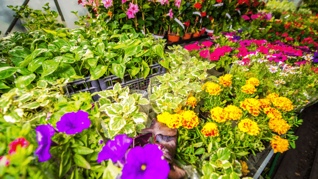 what flowers to plant now nz (2)